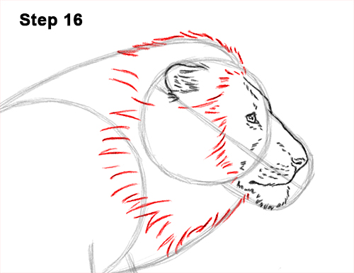 How to Draw Male Lion Running Side 16