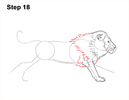 How to Draw Male Lion Running Side 18