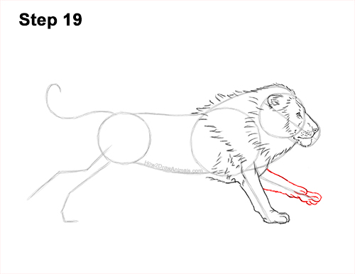 How to Draw Male Lion Running Side 19