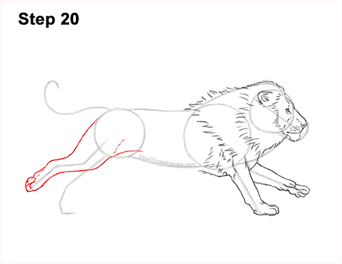 How to Draw Male Lion Running Side 20