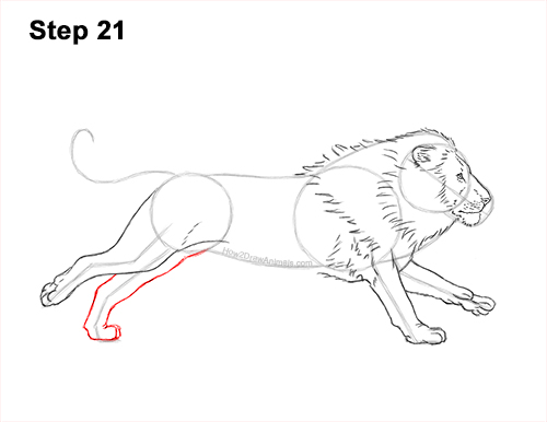 How to Draw Male Lion Running Side 21