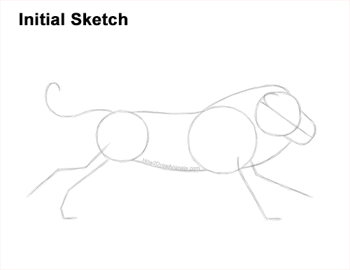 Draw Lion Running Side How to Draw Male Lion Running Side