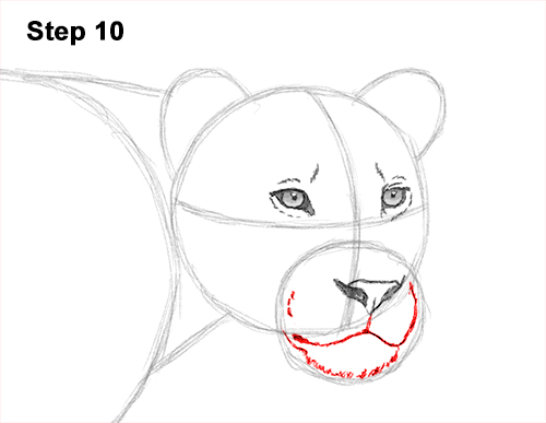 Draw Female Lion 10