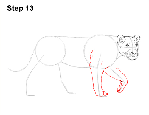 Draw Female Lion 13