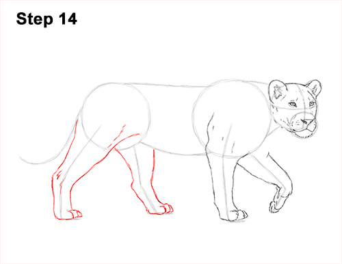 Draw Female Lion 14