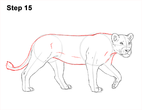 Lioness Drawing 15 Draw Female Lion 15