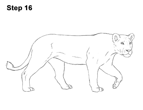 Lioness Drawing 16 Draw Female Lion 16