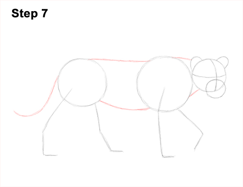 Draw Female Lion 7