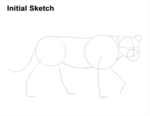 Draw Female Lion Initial Sketch