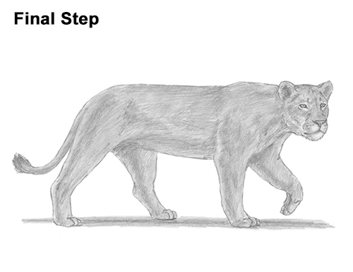 Lioness Drawing Draw Female Lion