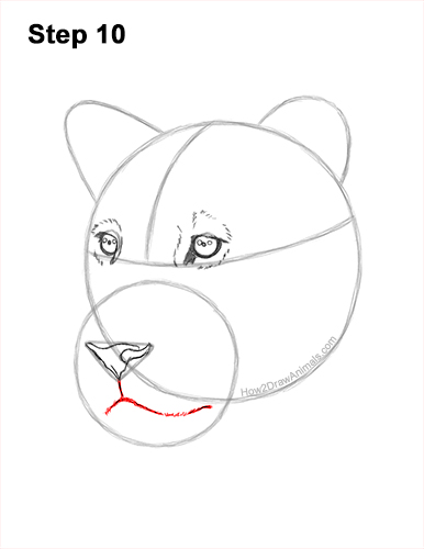Draw a Lioness Head 10 How to Draw a Lioness Head Face Portrait 10