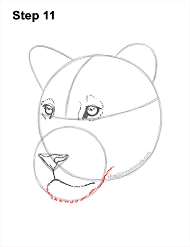 Draw a Lioness Head 11 How to Draw a Lioness Head Face Portrait 11