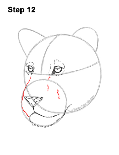 Draw a Lioness Head 12 How to Draw a Lioness Head Face Portrait 12