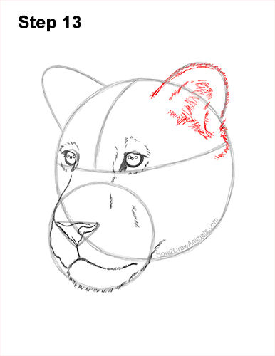 Draw a Lioness Head 13 How to Draw a Lioness Head Face Portrait 13