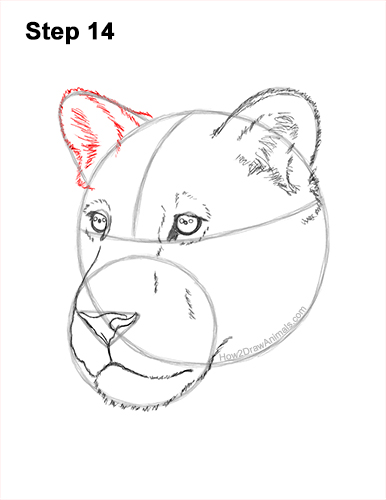Draw a Lioness Head 14 How to Draw a Lioness Head Face Portrait 14