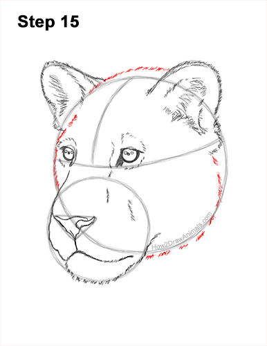 How to Draw a Lioness Head Face Portrait 15