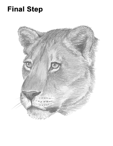How to Draw a Lioness Head Face Portrait