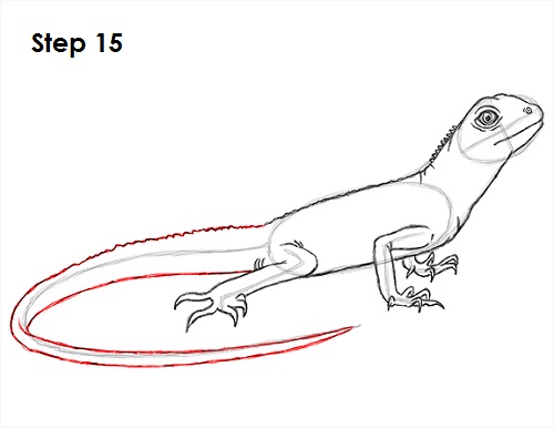 Draw Lizard 15