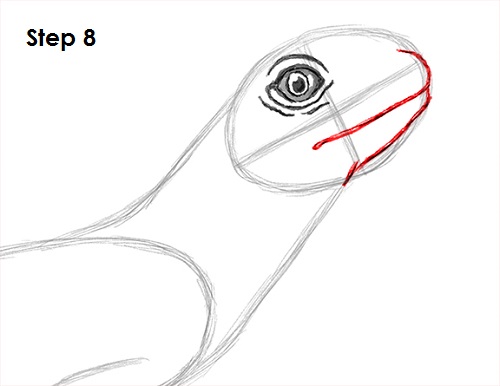Draw Lizard 8