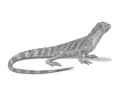 How to Draw a Asian Water Dragon Lizard Side View