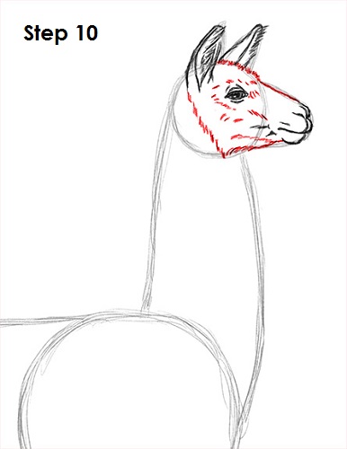 Draw Llama 10