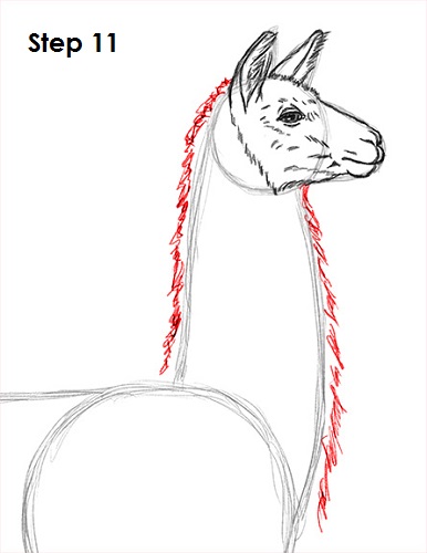 Draw Llama 11