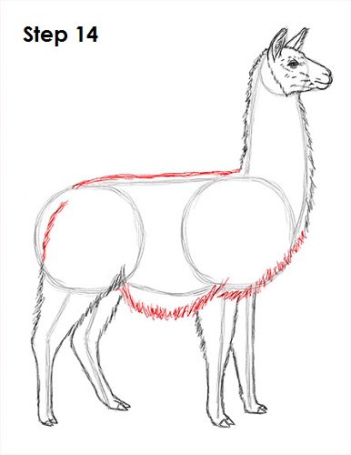 Draw Llama 14