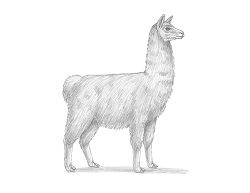 How to Draw a Llama Side View