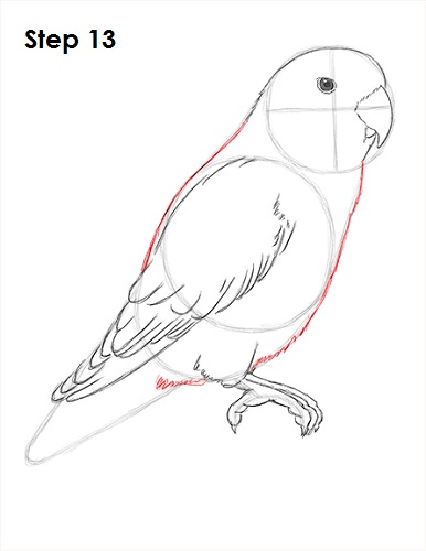 Draw Lovebird 13