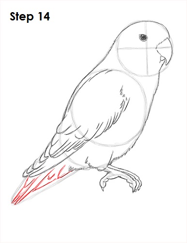 Draw Lovebird 14