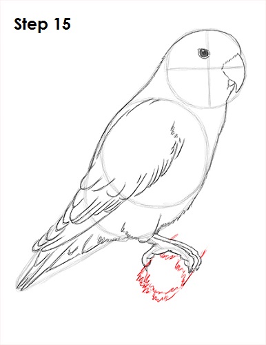 Love Bird Drawing 15 Draw Lovebird 15