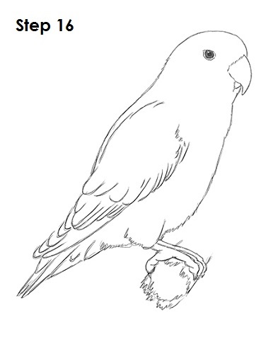 Love Bird Drawing 16 Draw Lovebird 16