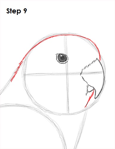 Draw Lovebird 9
