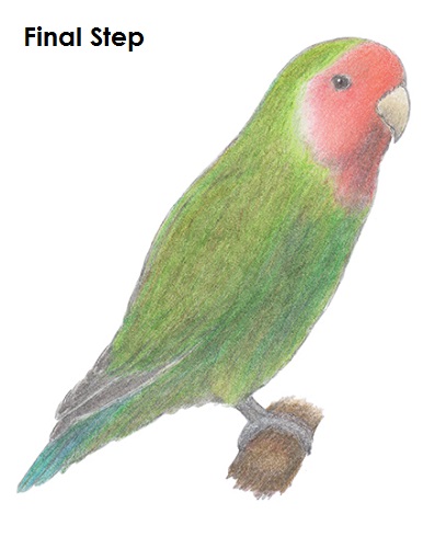 Love Bird Drawing Draw Lovebird