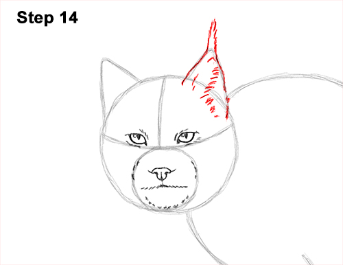 Draw Canadian Lynx 14 How to Draw Canada Lynx Cat Bobcat Wildcat 14