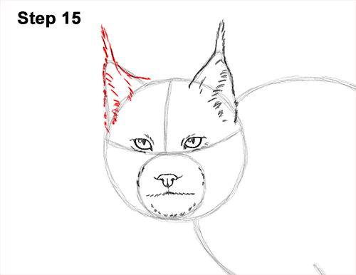 How to Draw Canada Lynx Cat Bobcat Wildcat 15