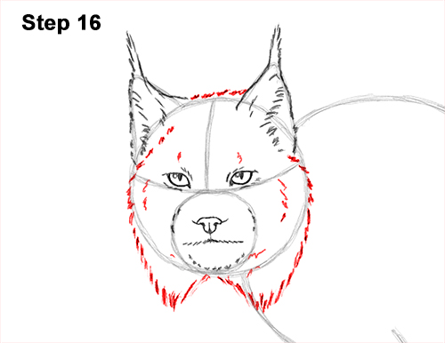 How to Draw Canada Lynx Cat Bobcat Wildcat 16