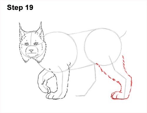 How to Draw Canada Lynx Cat Bobcat Wildcat 19