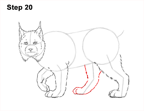 How to Draw Canada Lynx Cat Bobcat Wildcat 20