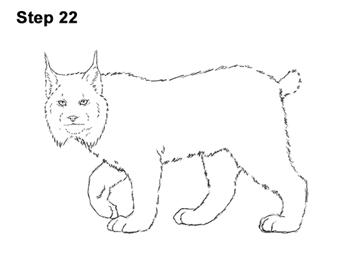 How to Draw Canada Lynx Cat Bobcat Wildcat 22