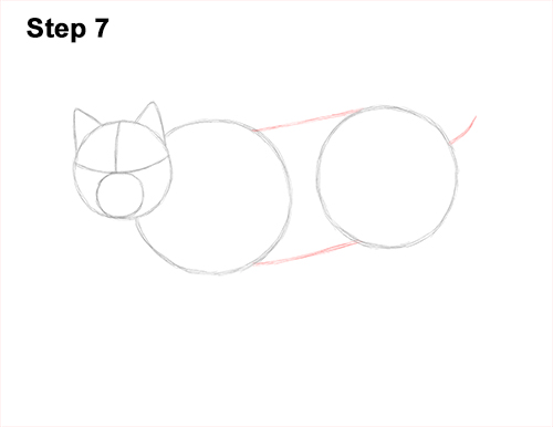 Draw Canadian Lynx 7 How to Draw Canada Lynx Cat Bobcat Wildcat 7