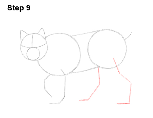 Draw Canadian Lynx 9 How to Draw Canada Lynx Cat Bobcat Wildcat 9