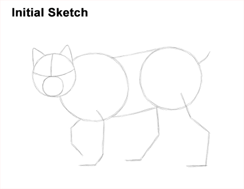 Draw Canadian Lynx Guidelines How to Draw Canada Lynx Cat Bobcat Wildcat Guide Lines