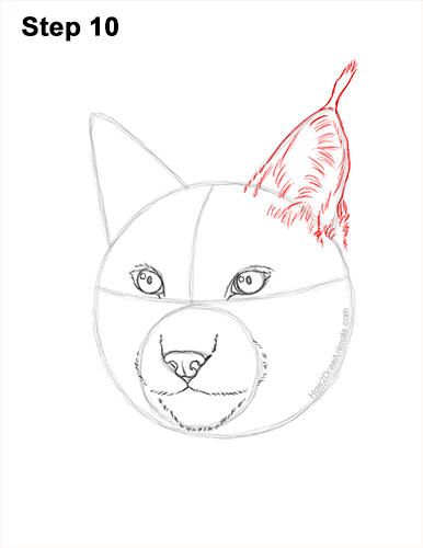 How to Draw a Lynx Bobcat Head Face Portrait 10