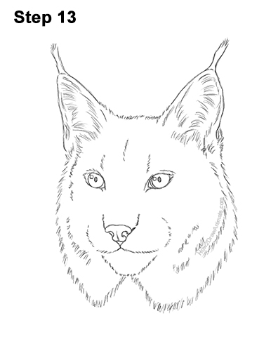 How to Draw a Lynx Bobcat Head Face Portrait 13