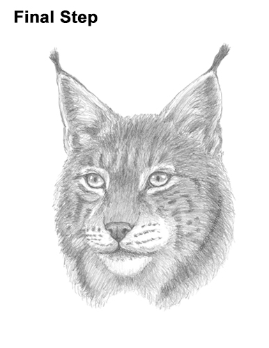 How to Draw a Lynx Bobcat Head Face Portrait