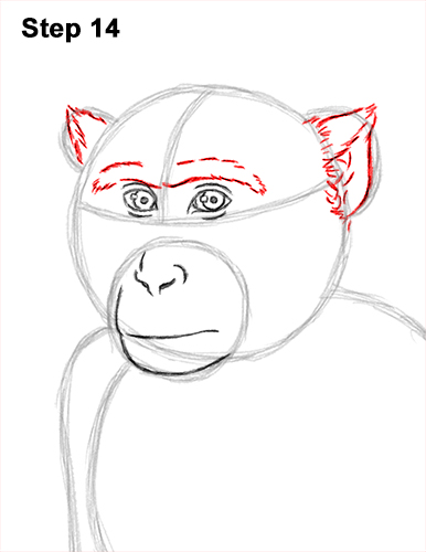 How to Draw a Rhesus Macaque Monkey Sitting 14