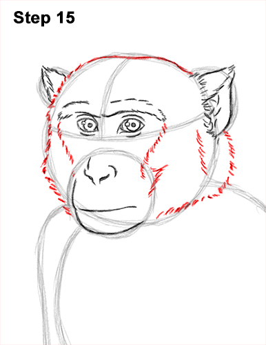 How to Draw a Rhesus Macaque Monkey Sitting 15