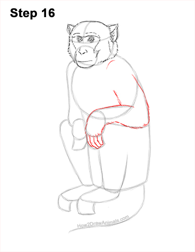How to Draw a Rhesus Macaque Monkey Sitting 16