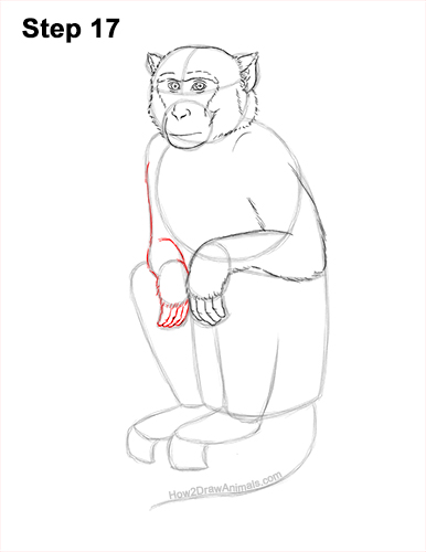How to Draw a Rhesus Macaque Monkey Sitting 17